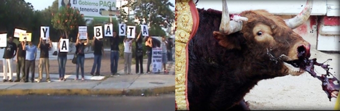 Penalizar la tortura de toros, exige el Movimiento Anti Tauromaquia
