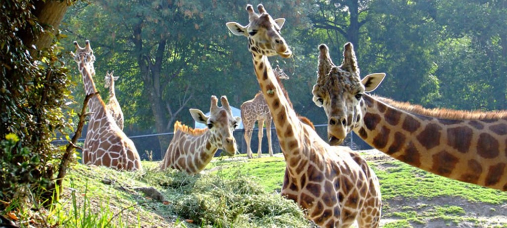Imagen: Zoológico de Chapultepec