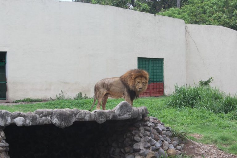 Pide PVEM donar leones del Parque Regional