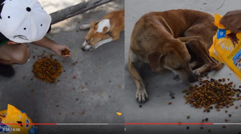 Lanzan reto para alimentar a perros callejeros