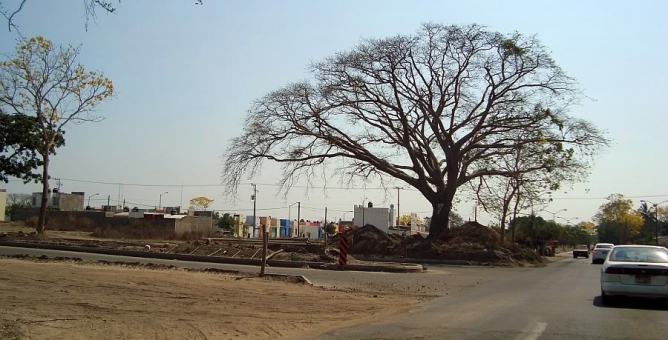Derriban árboles protegidos para ampliar carretera en Villa de Álvarez