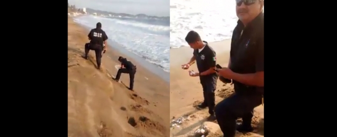 VIDEO: ‘Roban’ policías de Manzanillo huevos de tortuga