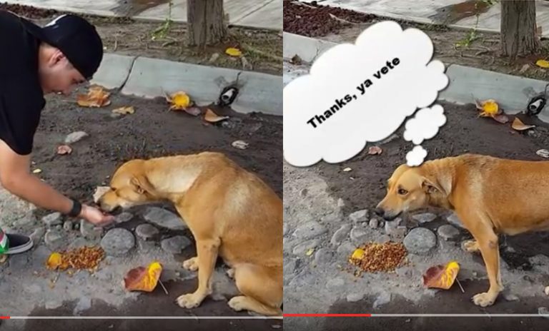 Alimentan a perros callejeros de VdeÁ