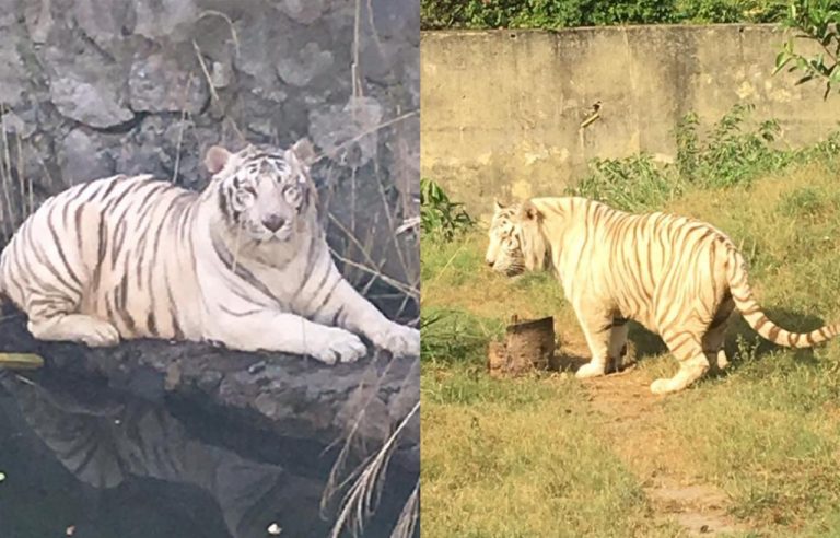 Introducen tigres blancos y canguros al Ecoparc